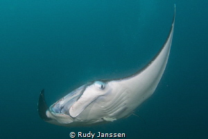 Manta by Rudy Janssen 